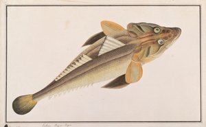 Flathead, from Drawings of Fishes from Malacca, c.1805-18 by Chinese School